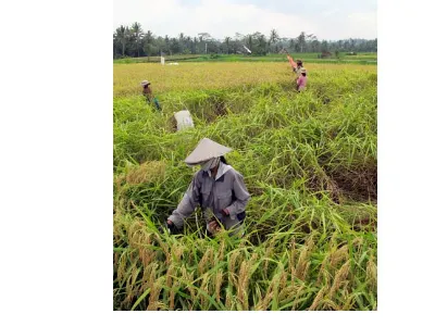 Harvesting — Bali, Indonesia