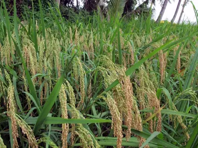 Mature Crop — Bali, Indonesia