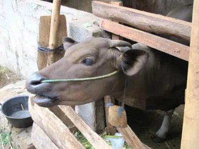 Cattle — Bali, Indonesia