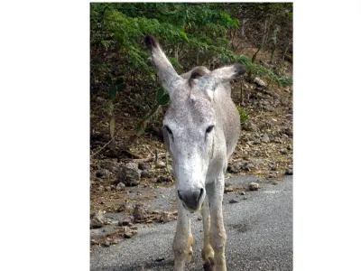Townhome Visitors — Bonaire