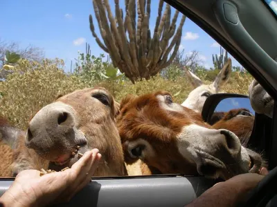 Looking for a Handout — Bonaire