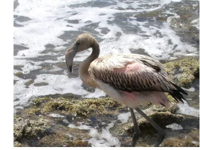 Pink from Shrimp Diet — Bonaire