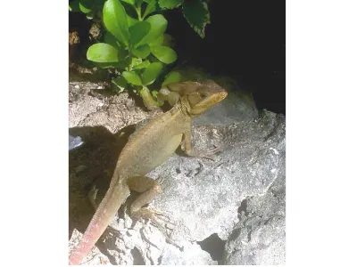 Monkey La La — Bonaire