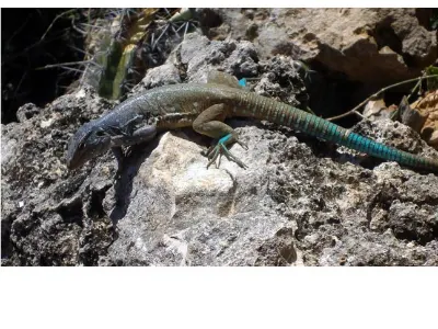 Colorful Lizard — Bonaire
