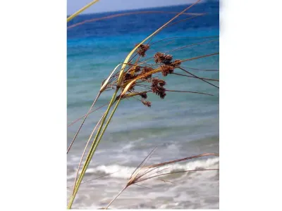 Blowing in the Wind — Bonaire
