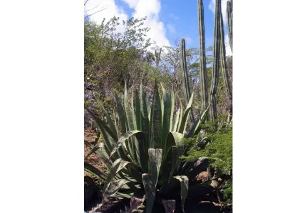 Desert Island — Bonaire