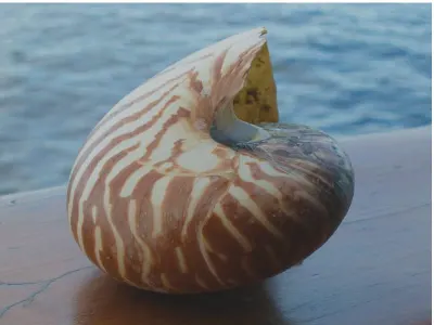 Nautilus Shell — Raja Ampat, Indonesia
