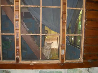 Resident Pets — Cayos Cochinos, Honduras