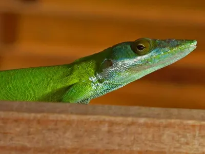 Friendly Critters — Roatan Island, Honduras – CoCo View Resort