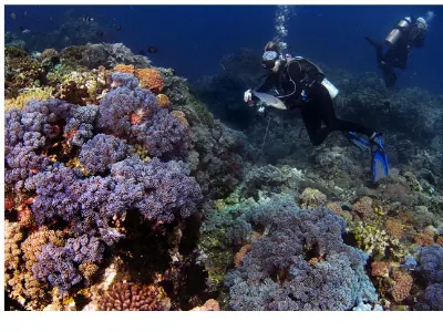 Spectacular Corals — Anilao, Philippines