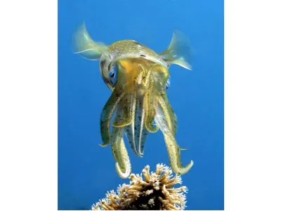 Caribbean Reef Squid