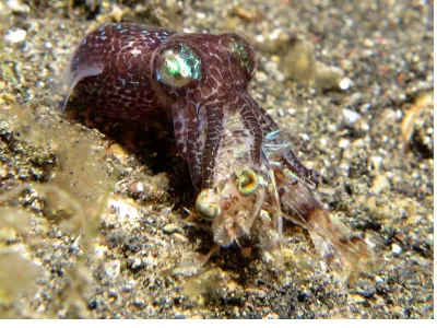 Bobtail Squid Eating Shrimp