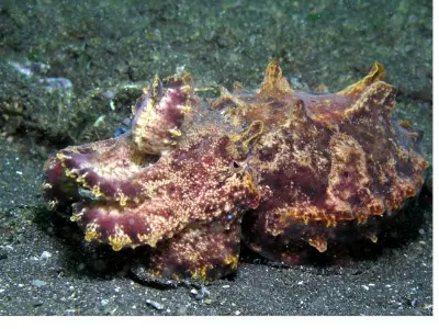 Calm Flamboyant Cuttlefish