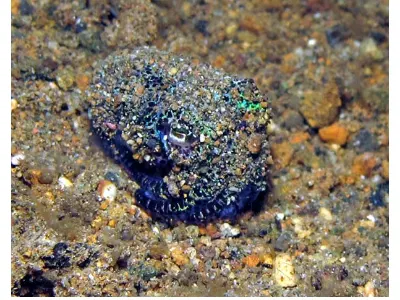 Bobtail Squid Rising from Sand