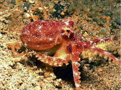 Mototi Blue Ringed Octopus
