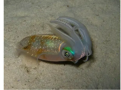 Squid Warning