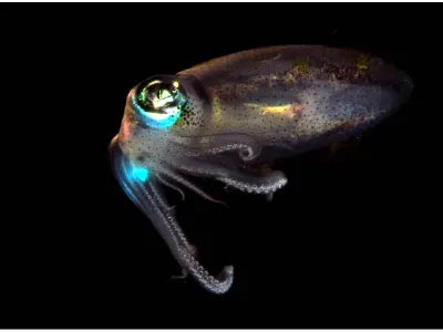 Caribbean Squid at Night