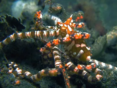 Wonderpus Octopus