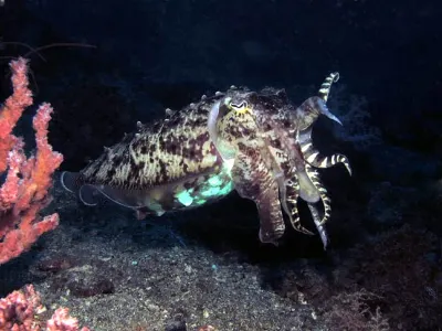 Cuttlefish