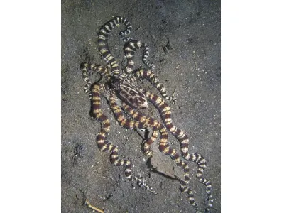Mimic Octopus