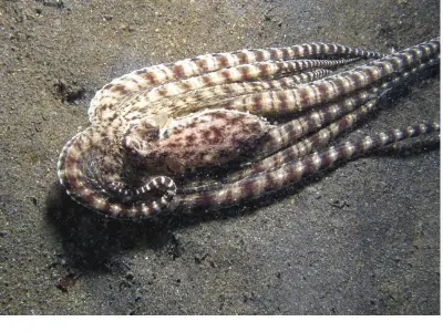 Mimic Octopus Morphing