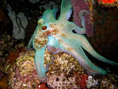 Caribbean Reef Octopus