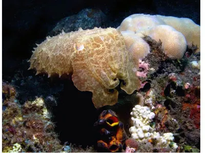 Cuttlefish