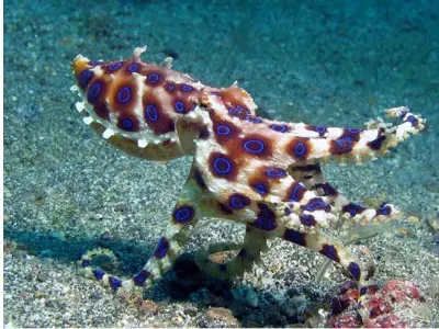 Blue Ring Octopus