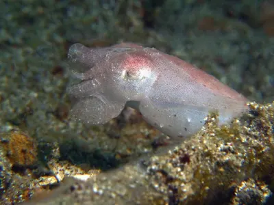 Pygmy Cuttlefish