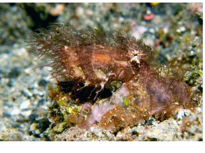 Hairy Octopus