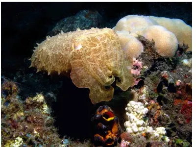 Pygmy Cuttlefish