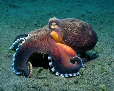 Clever Coconut Octopus