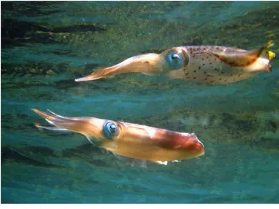 Squid at the Surface