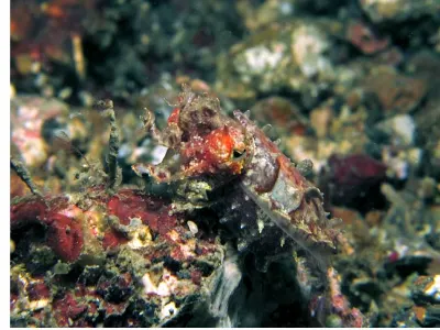 Camouflaged Dwarf Cuttlefish