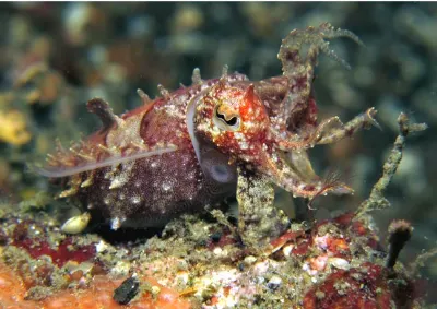 Dwarf Cuttlefish
