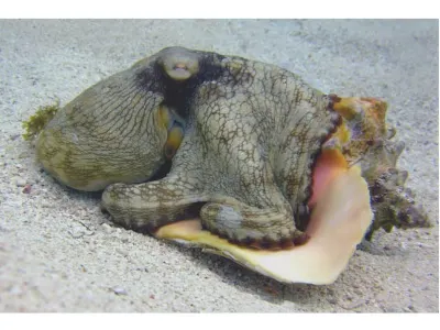 Dining On Conch
