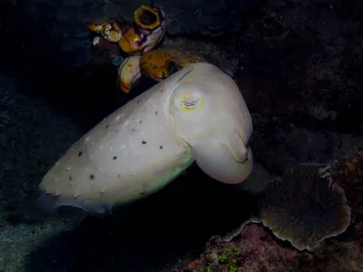 Cuttlefish Color Change