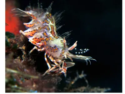 Spiny Tiger Shrimp