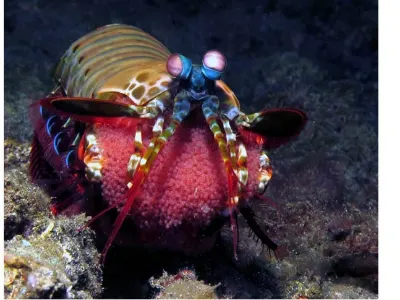 Mantis Shrimp with Eggs