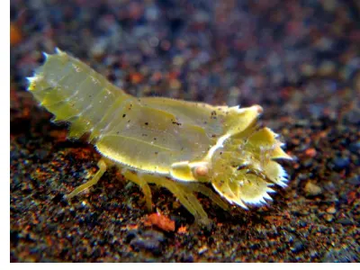 Squat Lobster