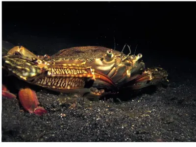 Crab