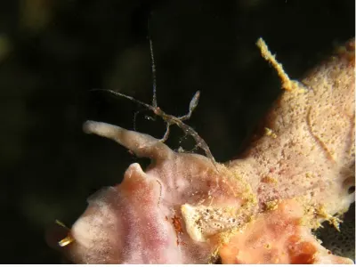 Skeleton Shrimp