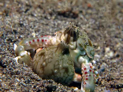 Mating Crabs