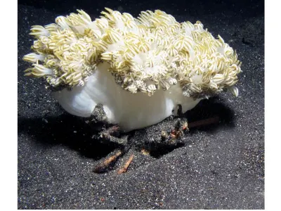 Carry Crab