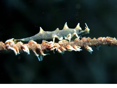 Dragon Shrimp