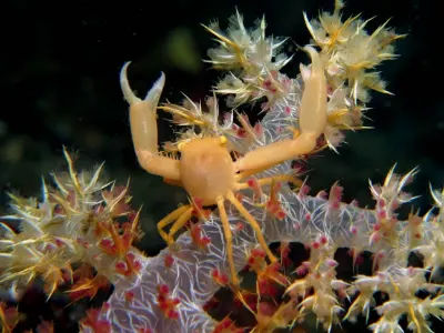 Broccoli Coral Crab