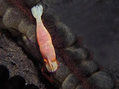 Emperor Shrimp On Sea Cucumber