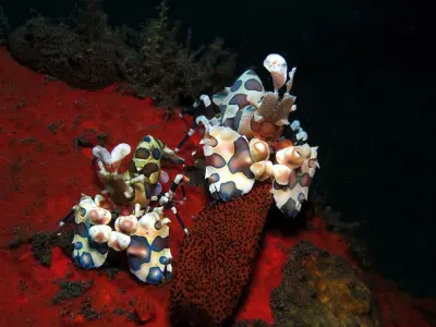 Harlequin Shrimp Pair