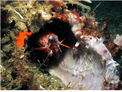 Peacock Mantis Shrimp