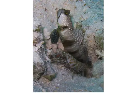 Shrimp And Goby